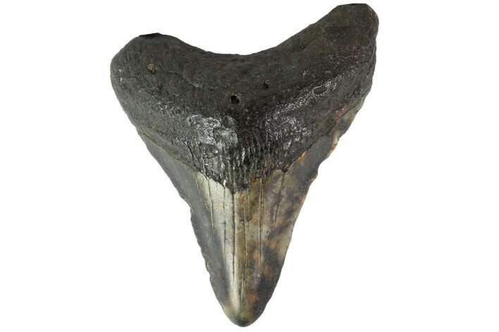 Fossil Megalodon Tooth - North Carolina #152990